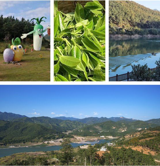 临翔旅游线路推介之昔归生态寻茶之旅